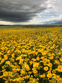 Scenic view of oilseed rape field against cloudy sky