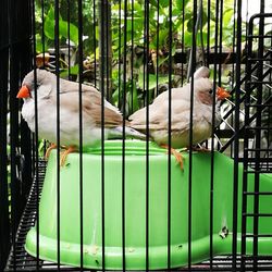 Close-up of bird perching outdoors