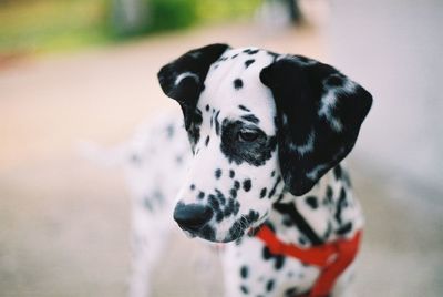 Close-up of dalmatian dog