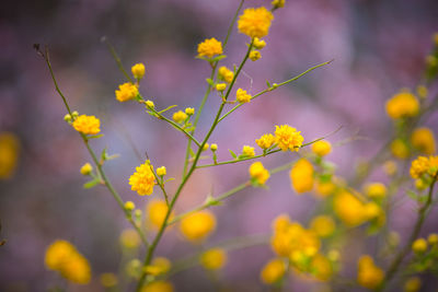 Close-up of yellow flowering plant on field