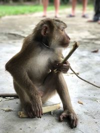 Close-up of monkey sitting outdoors