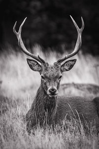 Portrait of deer