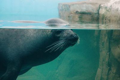 Close-up of seal swimming in aquarium