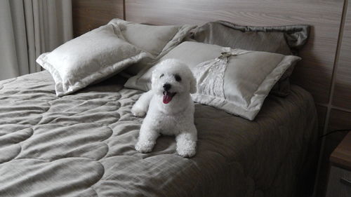 Bichon frise resting on bed at home