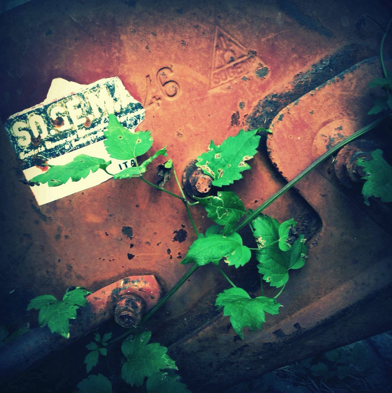 high angle view, wall - building feature, art, green color, creativity, art and craft, leaf, old, plant, abandoned, graffiti, close-up, no people, wall, text, damaged, wood - material, outdoors, day, weathered