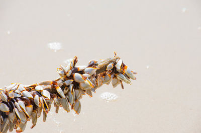 Close-up of flowering plant against sky