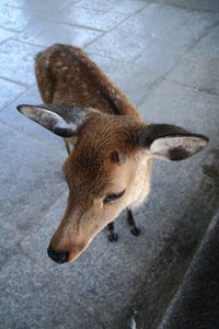 High angle portrait of deer