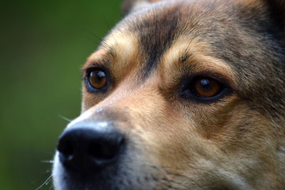 Close-up of dog