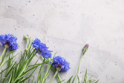 High angle view of purple flowering plant