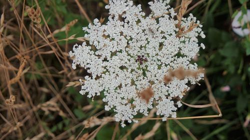 Close-up of white flowering plant on field