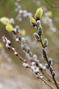 Close-up of plant against blurred background