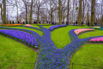 View of purple flowering plants in park