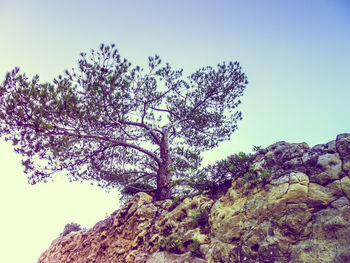 Low angle view of flowering tree against clear sky