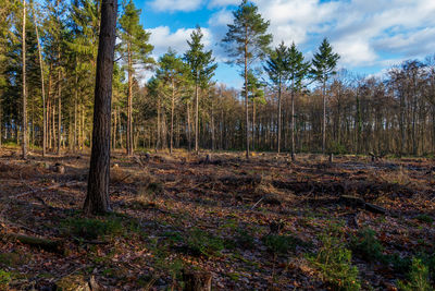 Trees in forest against sky