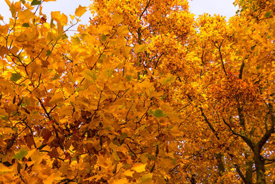 Low angle view of tree against sky during autumn