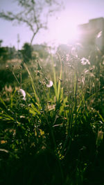 Close-up of flowering plants on field against sky