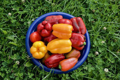 High angle view of fruits and vegetables in container