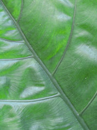 Full frame shot of green leaves