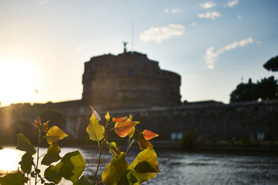 Plant by historic building against sky during sunset