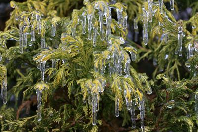 Close-up of wet plants during winter