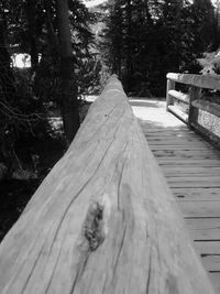 Wooden boardwalk in forest