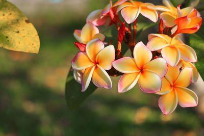 Close-up of yellow flowering plant