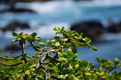 Close-up of fresh green plant