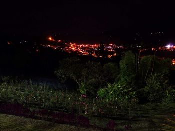 View of illuminated trees at night