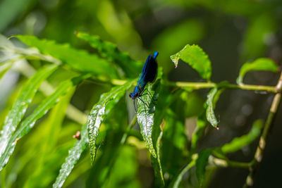 Close-up of a dragonfly