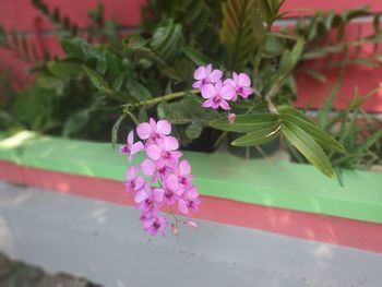 Close-up of pink flowering plant