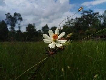 Close-up of white flowering plant on field against sky