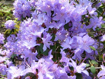 Full frame shot of flowers