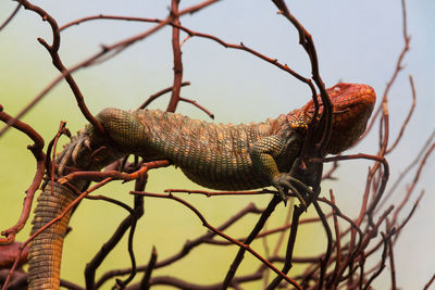 Lizard on the wall