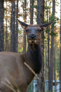 Moose, alces alces, jasper national park, alberta, canada