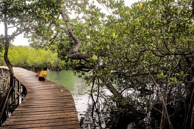 Rear view of man on footbridge over lake