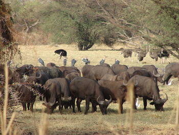 Flock of sheep walking on landscape