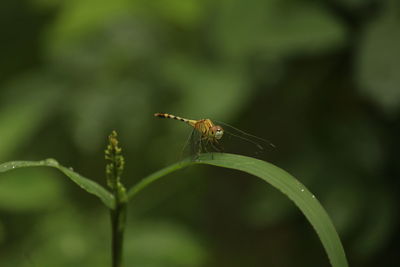 Close up shot of  single yellow dragonfly on the grass with blur background. 