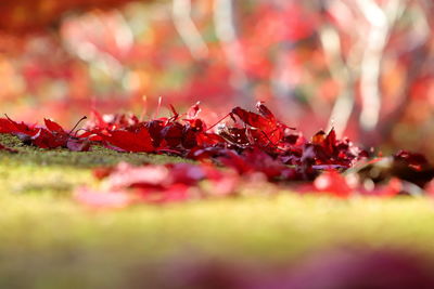 Close-up of red maple leaves