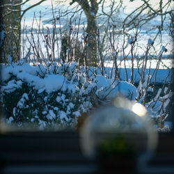 Close-up of snow on plant