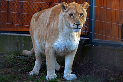 Portrait of a female lion in zoo