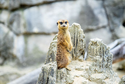 Portrait of giraffe standing on rock