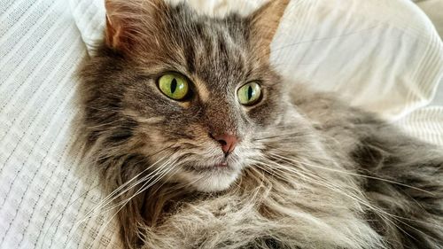 Close-up portrait of a cat