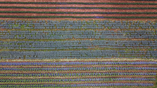 Full frame shot of rice field