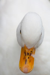 Close-up of a bird against white background