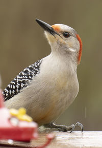 Close-up of bird