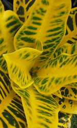 Close-up of yellow flower