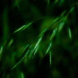 Close-up of green grass