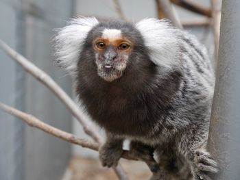 Portrait of monkey on branch