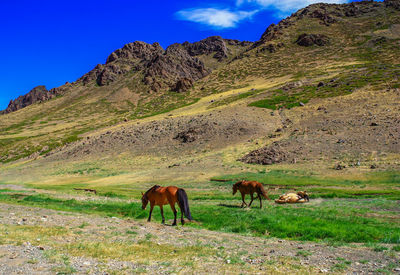 Horses grazing in a field