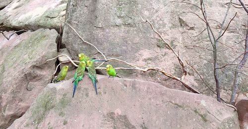 Close-up of plant growing on rock